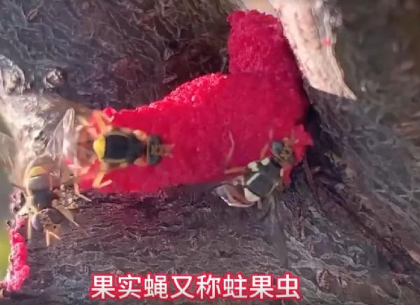 泰安市泰山區(qū)仕達農(nóng)業(yè)科技有限公司果實蠅危害介紹